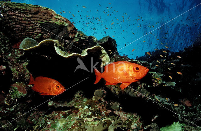 Cressent-tail bigeye (Priacanthus hamrur)