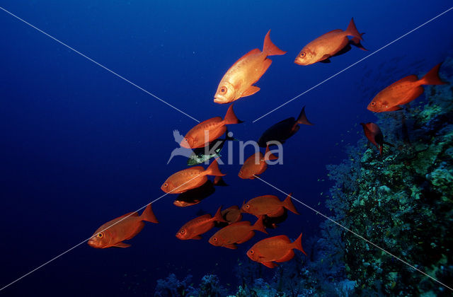 Cressent-tail bigeye (Priacanthus hamrur)