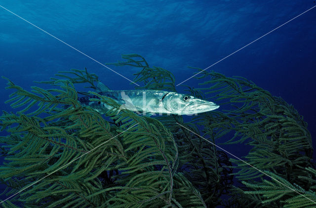 Grote Barracuda (Sphyraena barracuda)