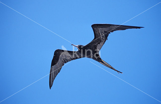 Grote Fregatvogel (Fregata minor)