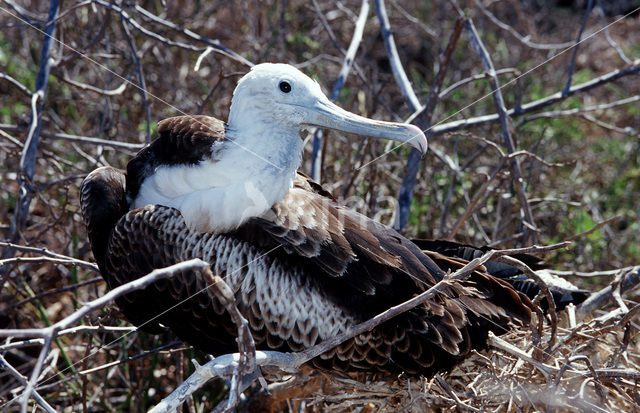 Great Frigatebird (Fregata minor)