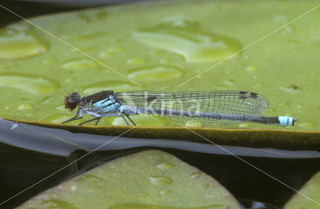 Grote roodoogjuffer (Erythromma najas)