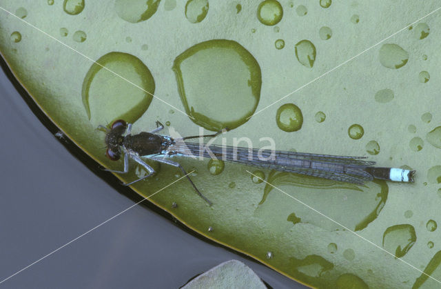 Grote roodoogjuffer (Erythromma najas)