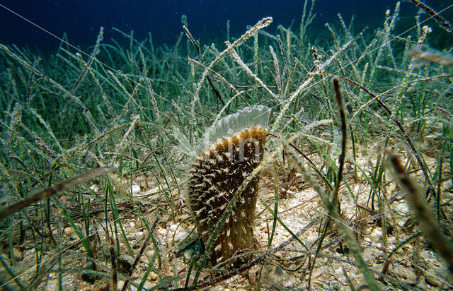 Grote steekmossel (Pinna nobilis)