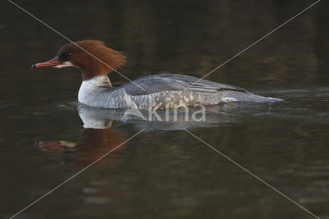 Goosander (Mergus merganser)