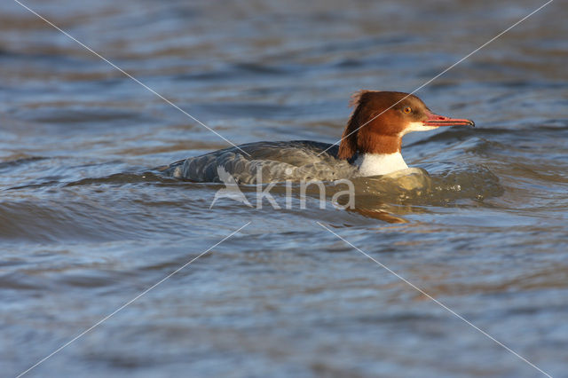 Goosander (Mergus merganser)