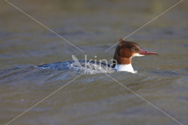 Goosander (Mergus merganser)