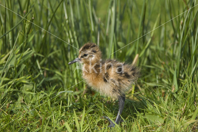 Black-tailed Godwit (Limosa limosa)