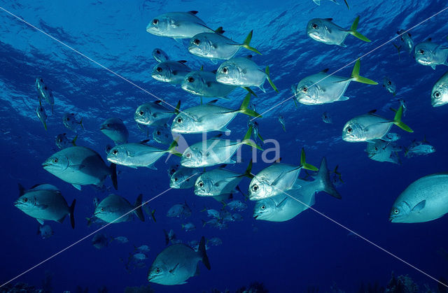 Horse-Eye Jack (Caranx latus)