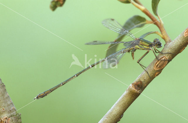 Green Emerald Damselfly (Lestes viridis)