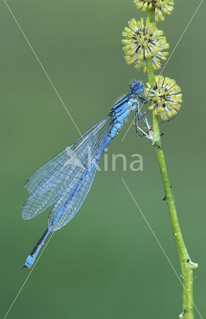 Kanaaljuffer (Erythromma lindenii)