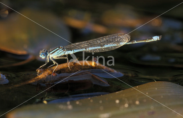 Kanaaljuffer (Erythromma lindenii)