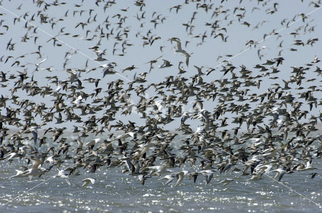 Kanoetstrandloper (Calidris canutus)