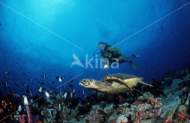 Hawksbill Turtle (Eretmochelys imbricata)