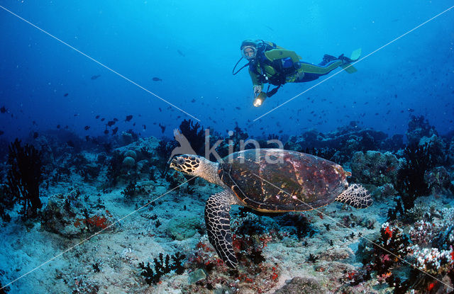 Hawksbill Turtle (Eretmochelys imbricata)