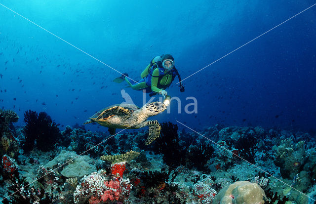 Hawksbill Turtle (Eretmochelys imbricata)