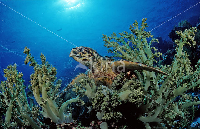 Hawksbill Turtle (Eretmochelys imbricata)