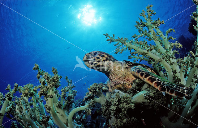 Hawksbill Turtle (Eretmochelys imbricata)