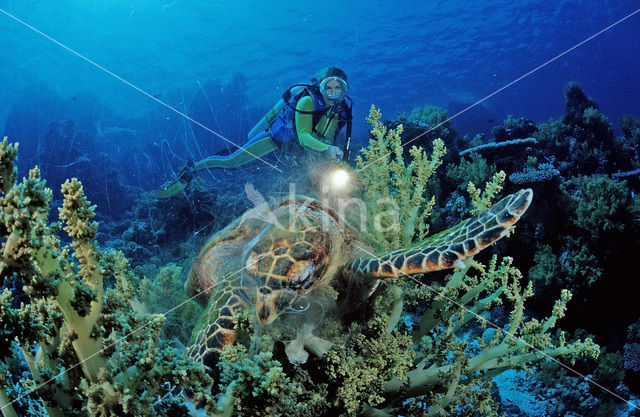 Karetschildpad (Eretmochelys imbricata)