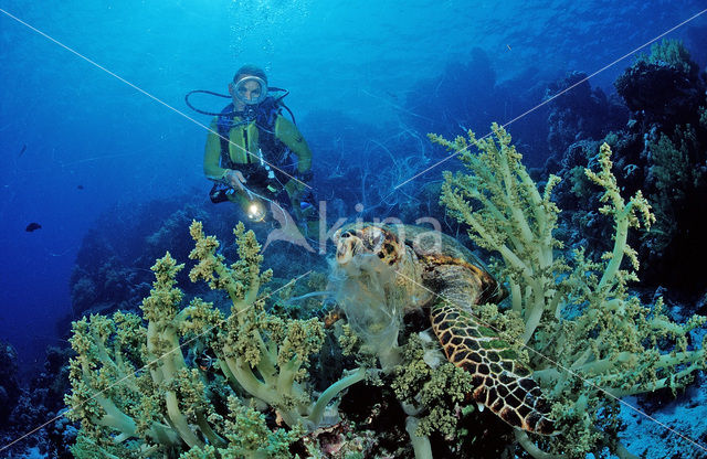 Hawksbill Turtle (Eretmochelys imbricata)