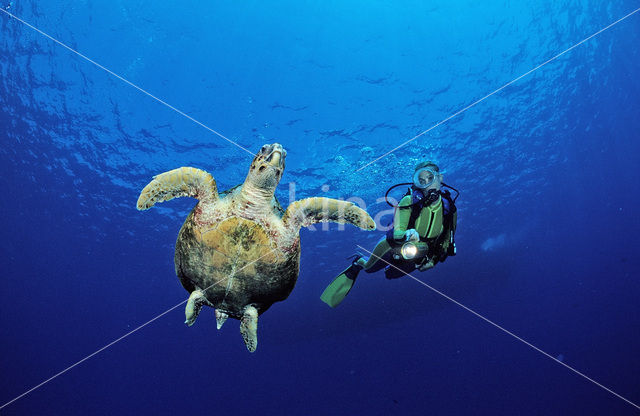 Hawksbill Turtle (Eretmochelys imbricata)