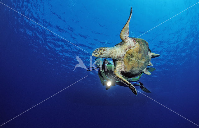 Hawksbill Turtle (Eretmochelys imbricata)