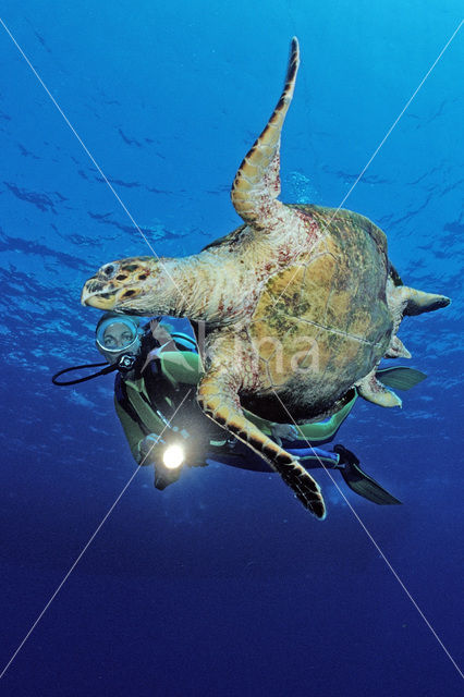 Hawksbill Turtle (Eretmochelys imbricata)