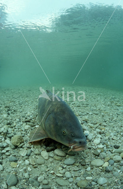 Karper (Cyprinus carpio)