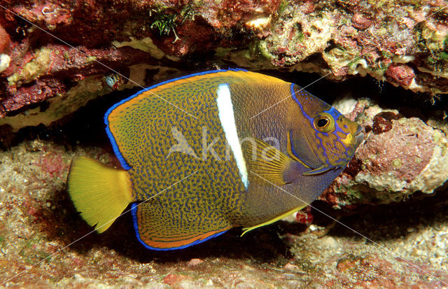 Galapagos angelfish (Holacanthus passer)