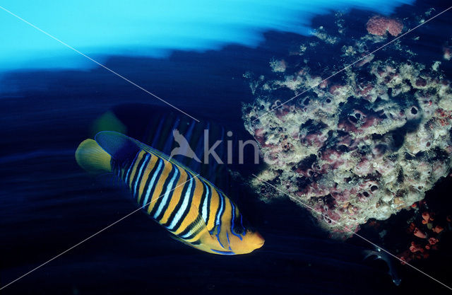 Royal angelfish (Pygoplites diacanthus)