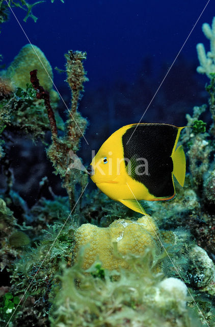 Rock beauty (Holacanthus tricolor)