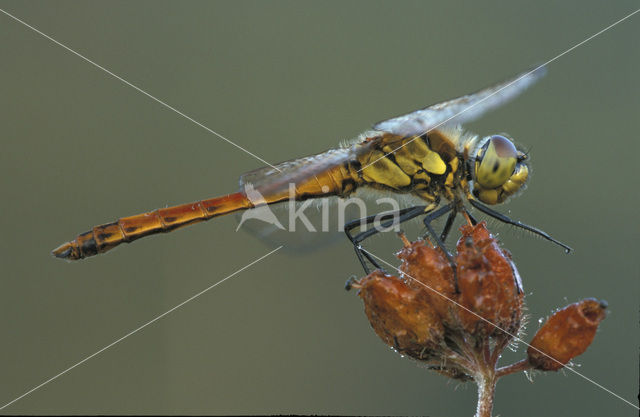 Kempense heidelibel (Sympetrum depressiusculum)