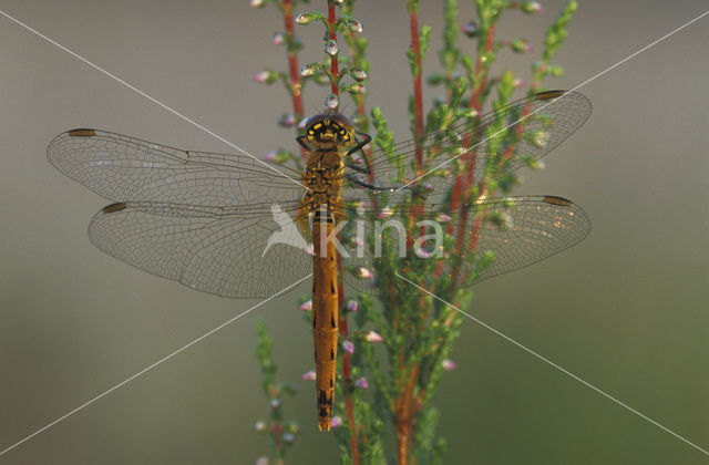 Eurasian red dragonfly (Sympetrum depressiusculum)