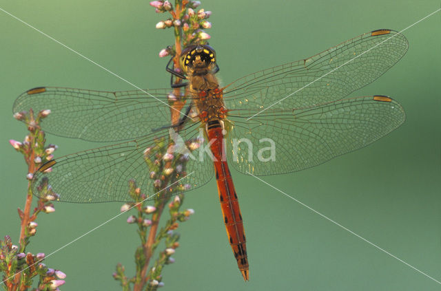 Kempense heidelibel (Sympetrum depressiusculum)