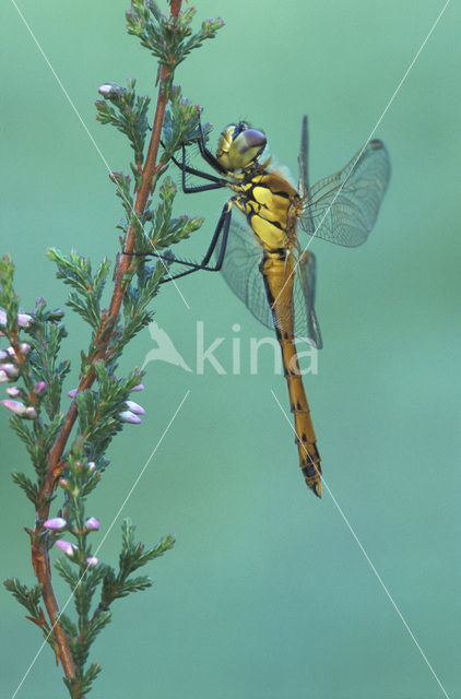 Eurasian red dragonfly (Sympetrum depressiusculum)