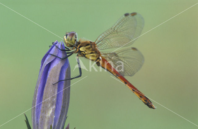 Kempense heidelibel (Sympetrum depressiusculum)