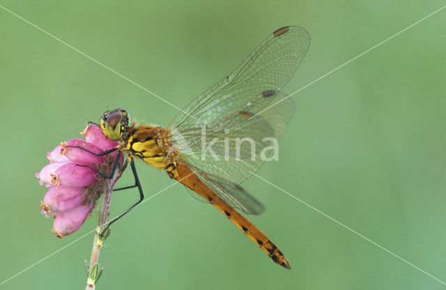 Eurasian red dragonfly (Sympetrum depressiusculum)