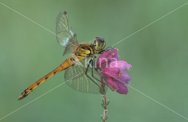 Kempense heidelibel (Sympetrum depressiusculum)