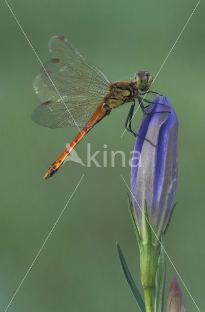 Eurasian red dragonfly (Sympetrum depressiusculum)