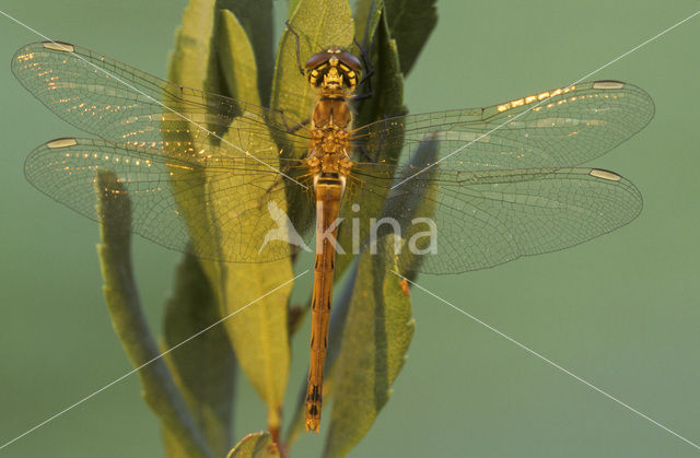 Kempense heidelibel (Sympetrum depressiusculum)