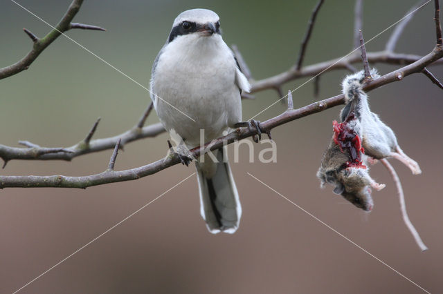 Great Grey Shrike (Lanius excubitor)