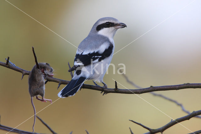 Great Grey Shrike (Lanius excubitor)