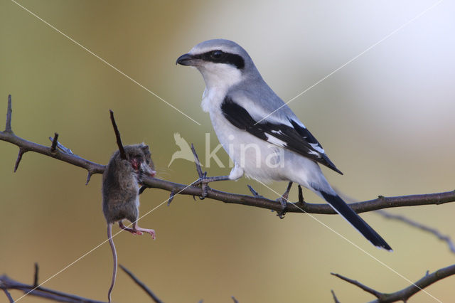 Great Grey Shrike (Lanius excubitor)