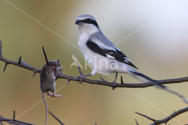 Great Grey Shrike (Lanius excubitor)