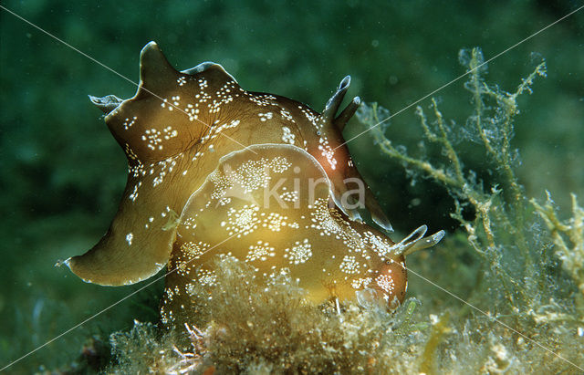 little sea hare (Aplysia rosea)