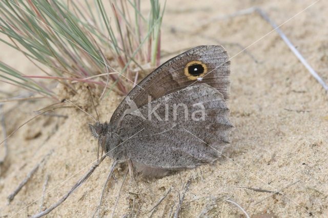 Kleine heivlinder (Hipparchia statilinus)