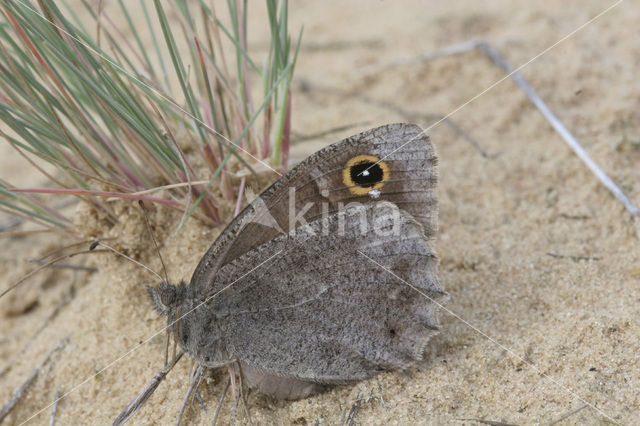 Kleine heivlinder (Hipparchia statilinus)