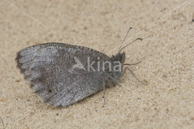 Kleine heivlinder (Hipparchia statilinus)