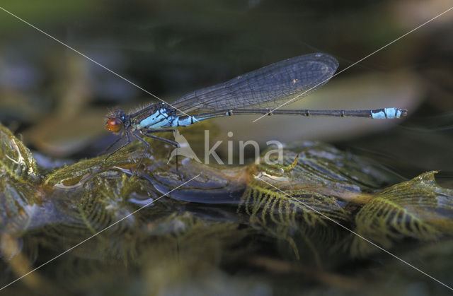 Kleine Roodoogjuffer (Erythromma viridulum)