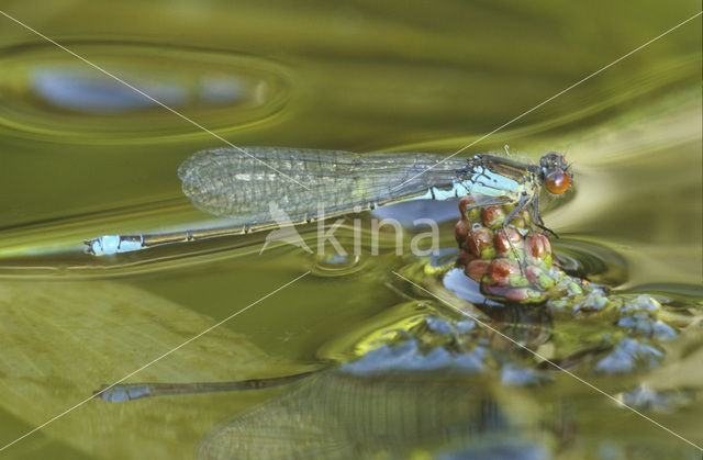 Small Red-eyed damselfly (Erythromma viridulum)